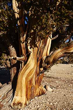 Bristlecone-2_AroundUs